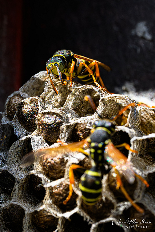 European paper wasp (Polistes dominula)
