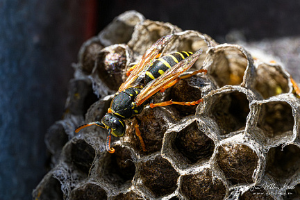 European paper wasp (Polistes dominula) (552bezoeken) European paper wasp (Polistes dominula)