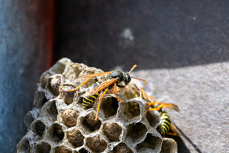 Wasp nest of the European paper wasp (Polistes dominula)