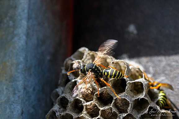 European paper wasp (Polistes dominula) (467bezoeken) European paper wasp (Polistes dominula)