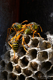 European paper wasp (Polistes dominula) (512bezoeken) European paper wasp (Polistes dominula)