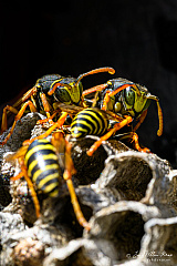 European paper wasp (Polistes dominula) (572 visits) European paper wasp (Polistes dominula)