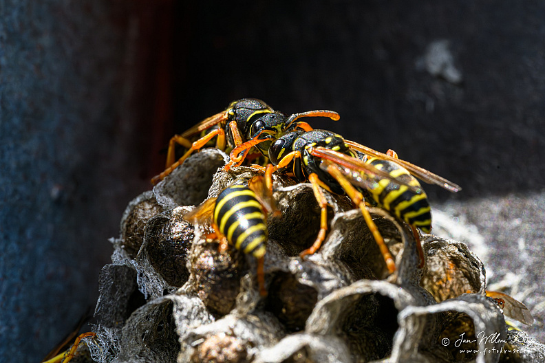 Wasp nest of the European paper wasp (Polistes dominula)