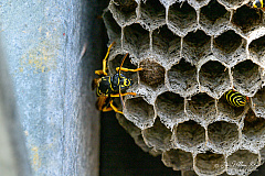 European paper wasp (Polistes dominula) (486 visits) European paper wasp (Polistes dominula)