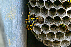 European paper wasp (Polistes dominula)