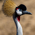 portrait-grey-crowned-crane_D800-6710.jpg