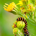 caterpillar-cinnabar moth-Tyria jacobaeae-sint-jacobsvlinder_Z9-7406.jpg