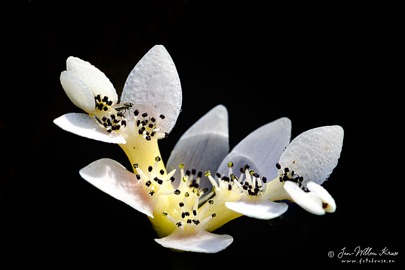 Flower of the cape pond weed (Aponogeton distachyos)
