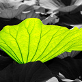 bright-green-Leaf-lotus-flower-grey-background_D800-5909.jpg