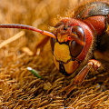 european hornet-macro-insect_Z9-4724.jpg
