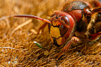 Europese hoornaar of paardenwesp (Vespa crabro) EN: The European hornet (Vespa crabro) is the largest eusocial wasp native to Europe. It is also the... Europese hoornaar of paardenwesp (Vespa crabro)