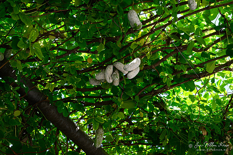 Sausages growing on a tree?