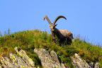 Alpine ibex (Capra ibex) 