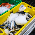 leeuwarden-market-fish-mackerel_Z9-7491.jpg