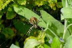Female wasp spider (Argiope bruennichi) with food packets in her web (2 visits) Argiope bruennichi (wasp spider) is distributed throughout Europe, north Africa, parts of Asia, the ... Female wasp spider (Argiope bruennichi) with food packets in her web