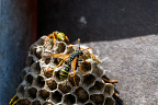 European paper wasp (Polistes dominula) (4 visits) European paper wasp (Polistes dominula)