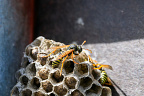 European paper wasp (Polistes dominula) European paper wasp (Polistes dominula)