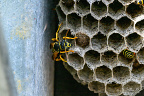 European paper wasp (Polistes dominula) European paper wasp (Polistes dominula)