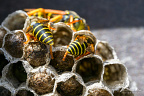 European paper wasp (Polistes dominula) European paper wasp (Polistes dominula)