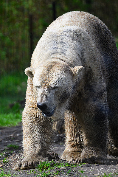 Taken with telens+teleconverter (800mm) handheld (i.e. no tripod used)