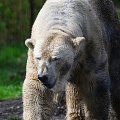 _Z9-4110.jpg