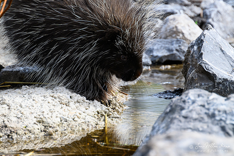 Taken with telens+teleconverter (800mm) handheld (i.e. no tripod used)