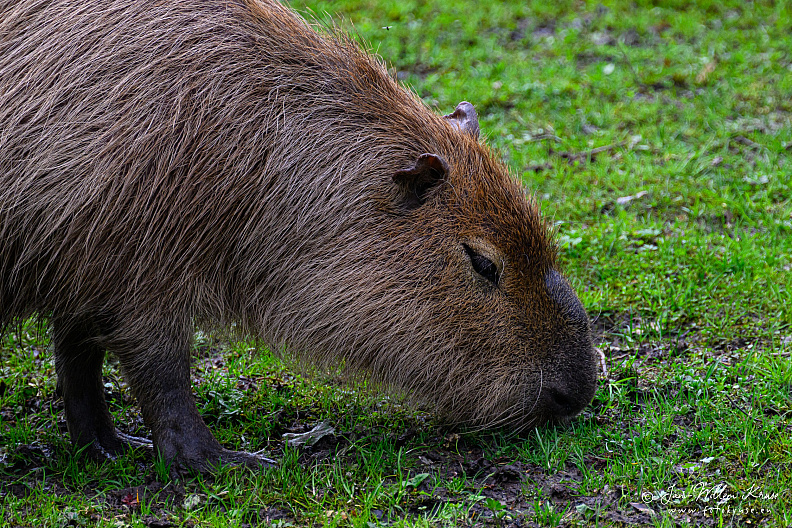 Taken with telens+teleconverter (800mm) handheld (i.e. no tripod used)