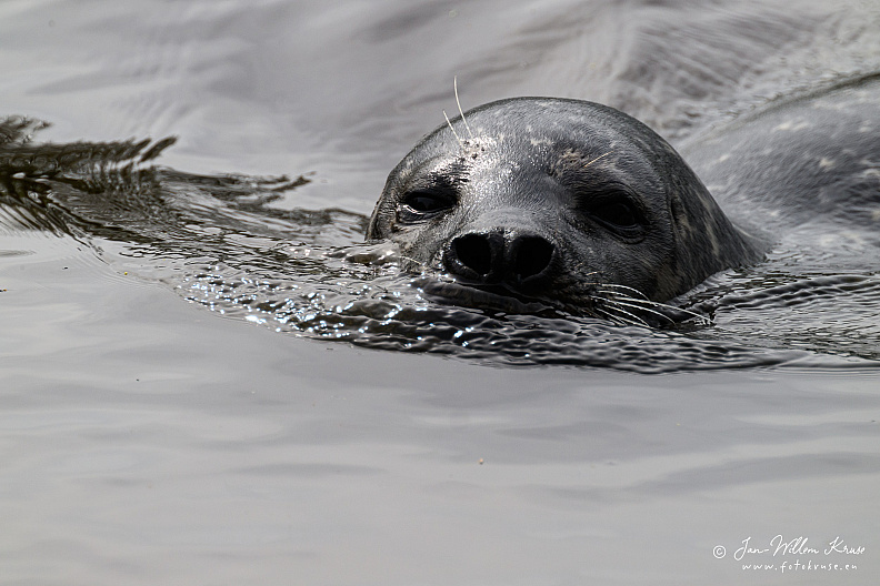 Taken with telens+teleconverter (800mm) handheld (i.e. no tripod used)