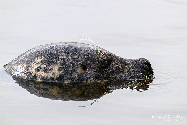 Taken with telens+teleconverter (800mm) handheld (i.e. no tripod used)