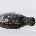 _Z9-4384.jpg