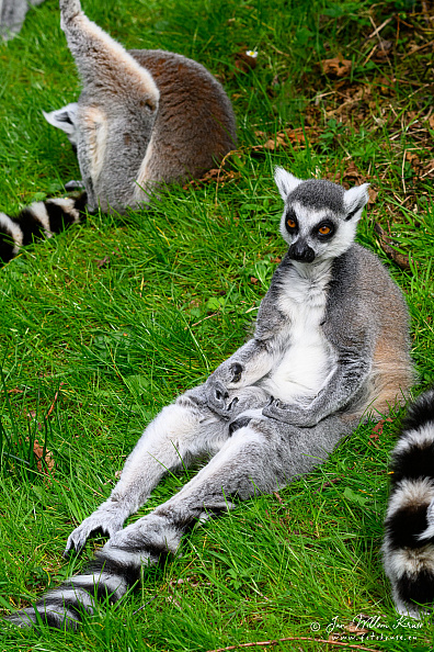 Taken with telens+teleconverter (800mm) handheld (i.e. no tripod used)