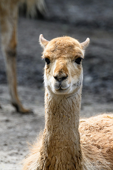 Taken with telens+teleconverter (800mm) handheld (i.e. no tripod used)