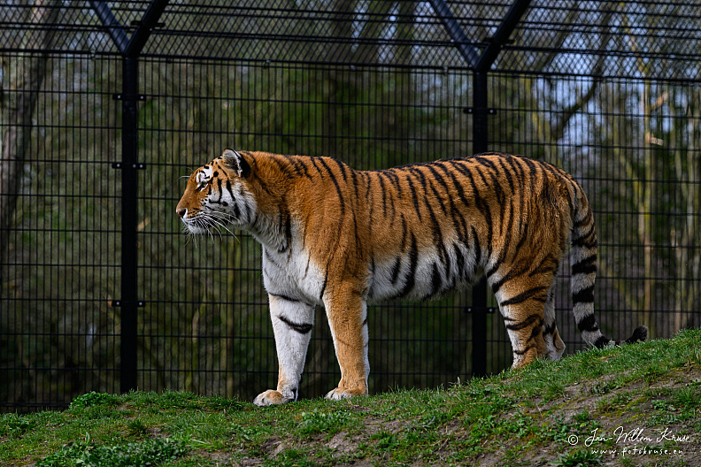 Taken with telens+teleconverter (800mm) handheld (i.e. no tripod used)