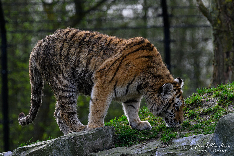 Taken with telens+teleconverter (800mm) handheld (i.e. no tripod used)