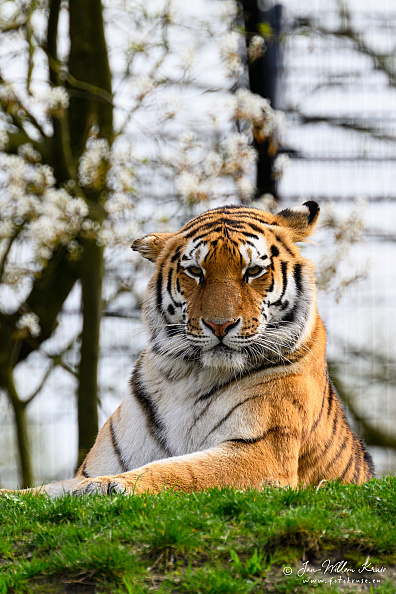 Taken with telens+teleconverter (800mm) handheld (i.e. no tripod used)