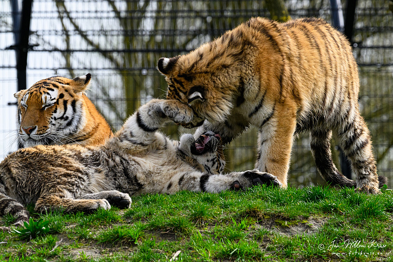 Taken with telens+teleconverter (800mm) handheld (i.e. no tripod used)