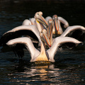 rosy pelicans-swimming-pelecanus onocrotalus_D200-7318.jpg
