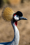 Grey crowned crane (Balearica regulorum) (24 visits) The grey crowned crane (Balearica regulorum) is a bird in the crane family, Gruidae. It is found in ... Grey crowned crane (Balearica regulorum)