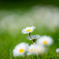 common-daisy-flower-grass_D800-9102.jpg