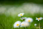 Common daisy (24 visits) Bellis perennis, the daisy, is a common European species of the family Asteraceae, often considered ... Common daisy