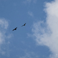 fgk-20260810-Z9-6892a-two-soaring-birds-heremence-valais-sky-clouds.jpg
