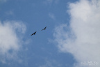 Two Soaring Birds Above Hérémence
