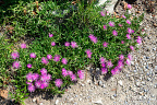 Cooper's ice plant (NL:IJsbloem, Delosperma cooperi) at Longeborgne