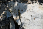 Common wall lizard (NL:Muurhagedis, Podarcis muralis) on Rock at Longeborgne