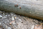 Firebug (NL:Vuurwants, Pyrrhocoris apterus) Nymphs on Weathered Wood