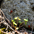 fgk-20260813-Z9-0910a-pyrrhocoris-apterus-firebug-nymphs-longeborgne-seedlings.jpg