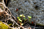 Firebug (NL:Vuurwants, Pyrrhocoris apterus) Nymphs Among Seedlings