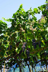 Fruit Clusters on Common grapevine (NL:Wijnstok, Vitis vinifera) at Longeborgne