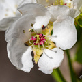 fgk-20250412-_DSC1110.jpg-white-spring-blossom-macro-petals-anthers-garden-netherlands.jpg