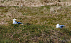 Gulls resting among coastal dune grass